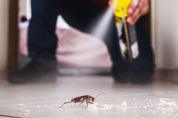 Best Flea Control Services  in Harwich Center, MA